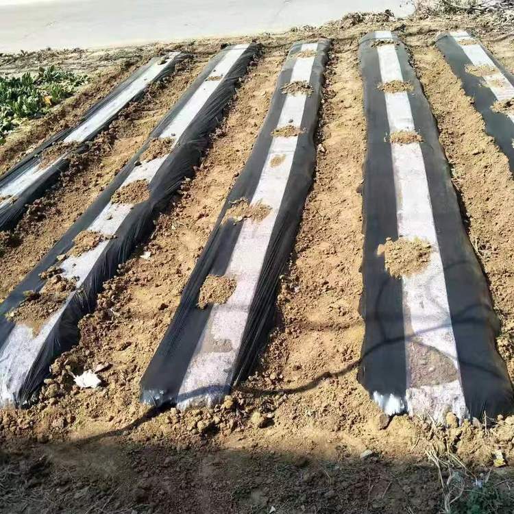 PE黑加白双色地膜 革新农业的卓越选择