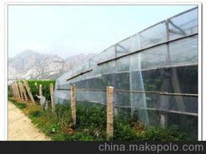 农膜蔬菜供应商选择与价格走势解析——来自权威批发市场的报告